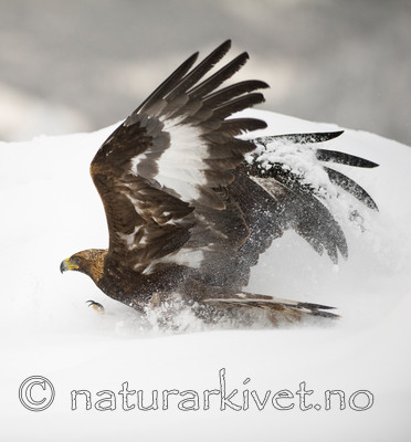 BB 11 0363 / Aquila chrysaetos / Kongeørn